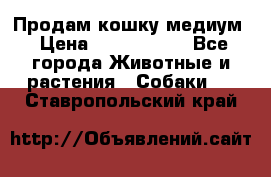 Продам кошку медиум › Цена ­ 6 000 000 - Все города Животные и растения » Собаки   . Ставропольский край